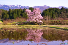 一本桜