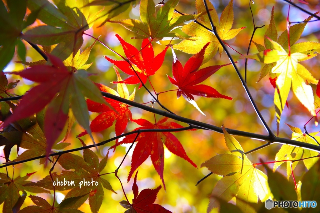 庄川峡の紅葉③