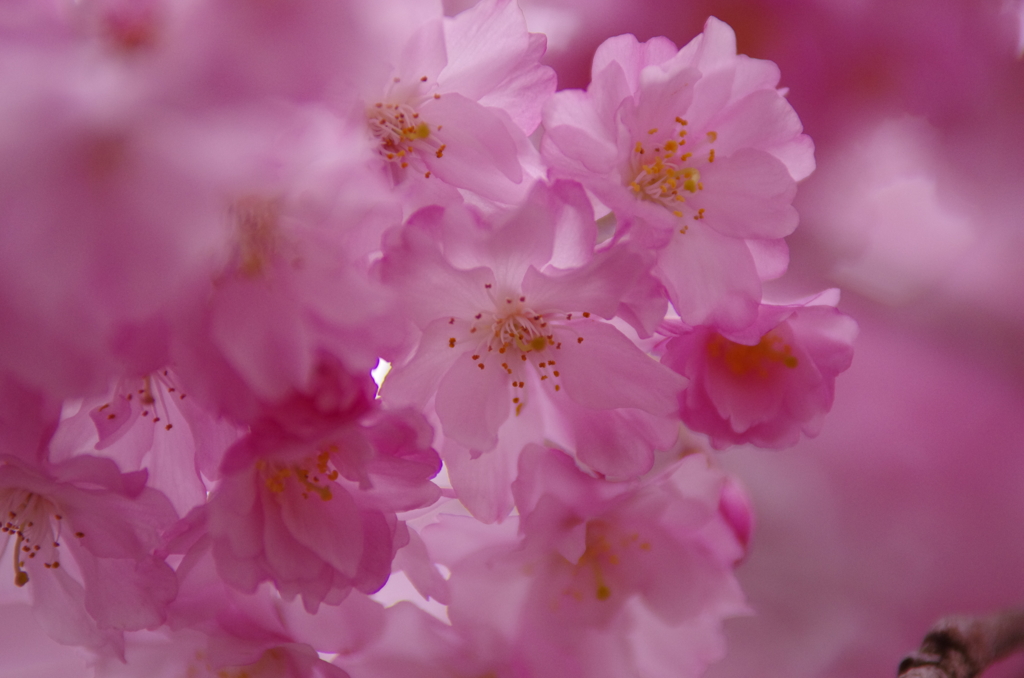 桜色