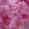 桜色