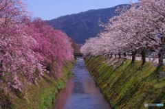 大門川の桜