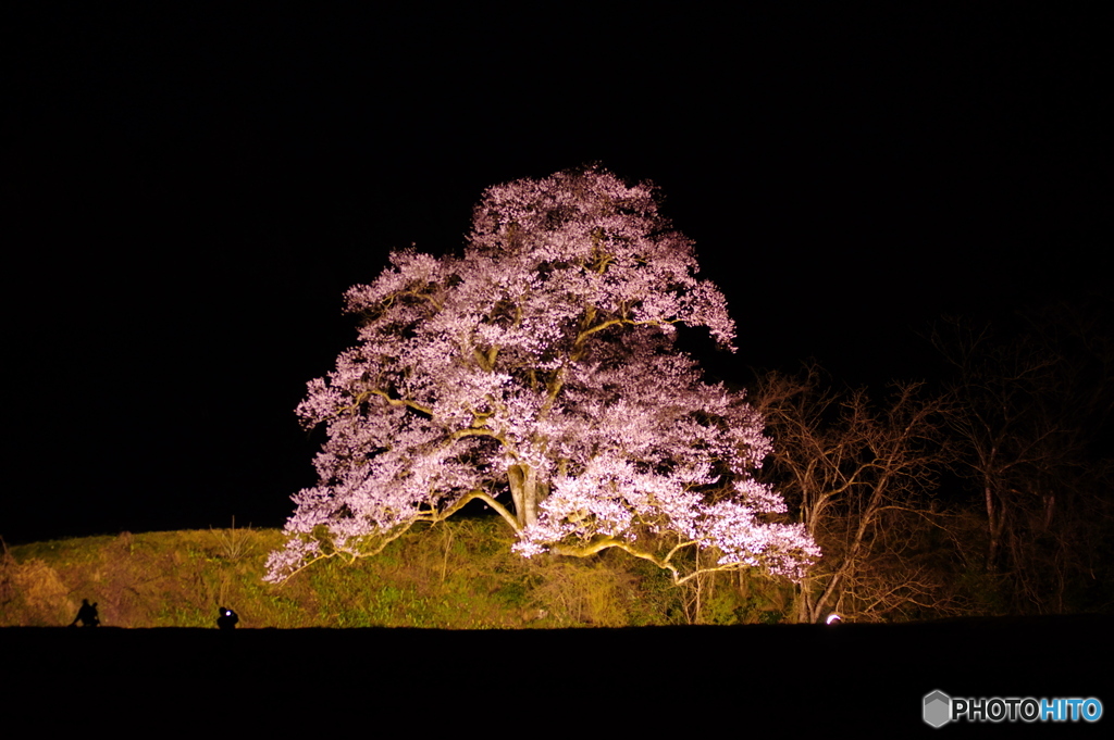 一本桜