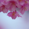 春が②