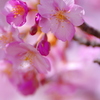 春が①