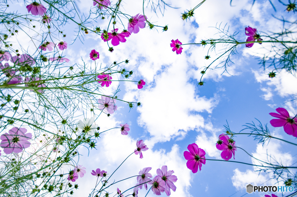 秋桜③