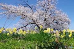 近所の桜