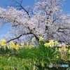 近所の桜