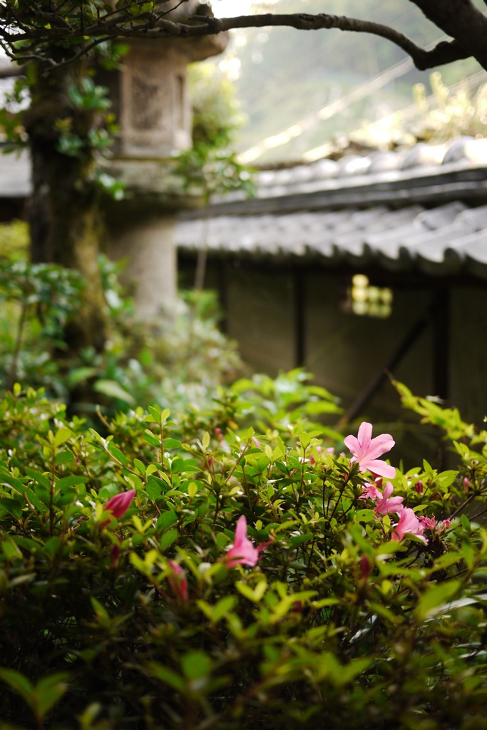 桃色の花