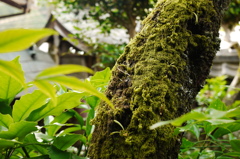 木と苔