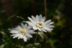 白い花