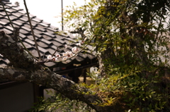 梅