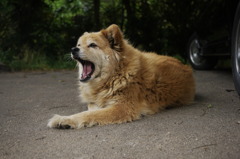 阿吽の狛犬