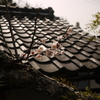 P1100509