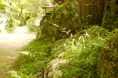 石と草と