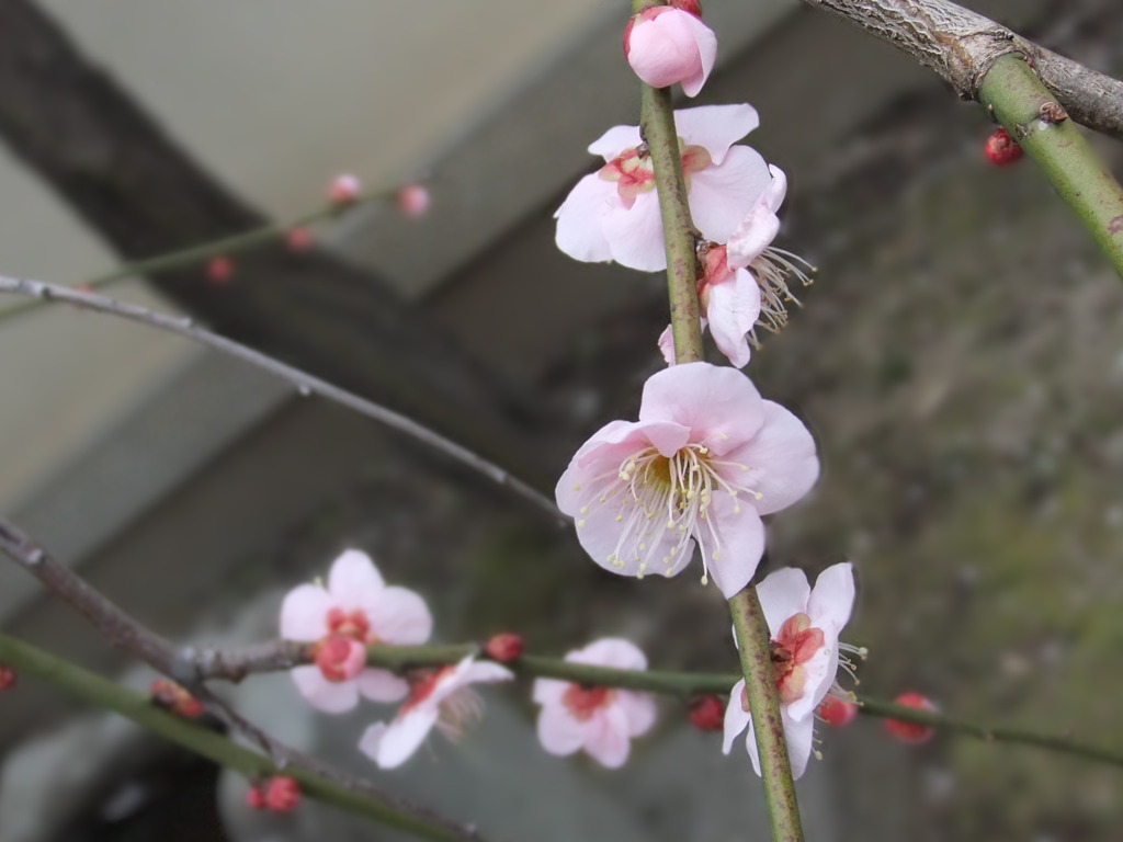 ほんのり春。