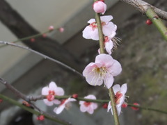 ほんのり春。