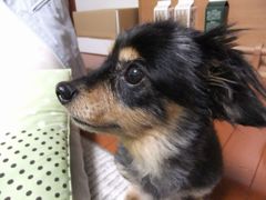 アロンちゃん。