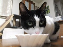 びく君。