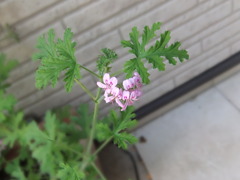 花。