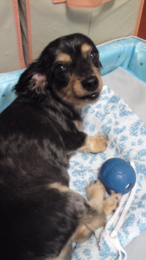 １１歳☆