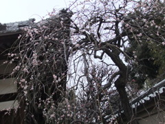 枝垂れ梅。