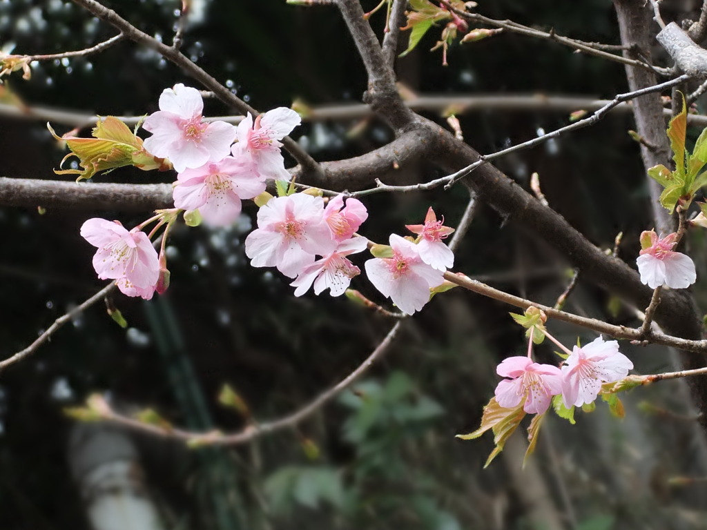 春はすぐそこに。