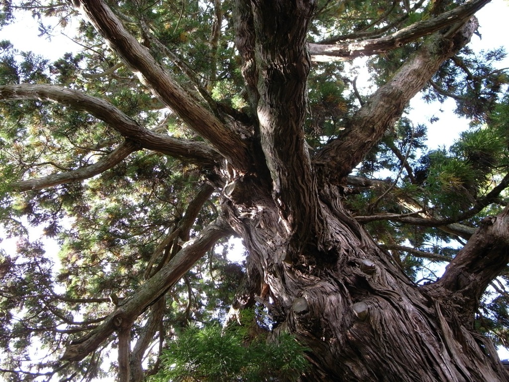 巨木・杉