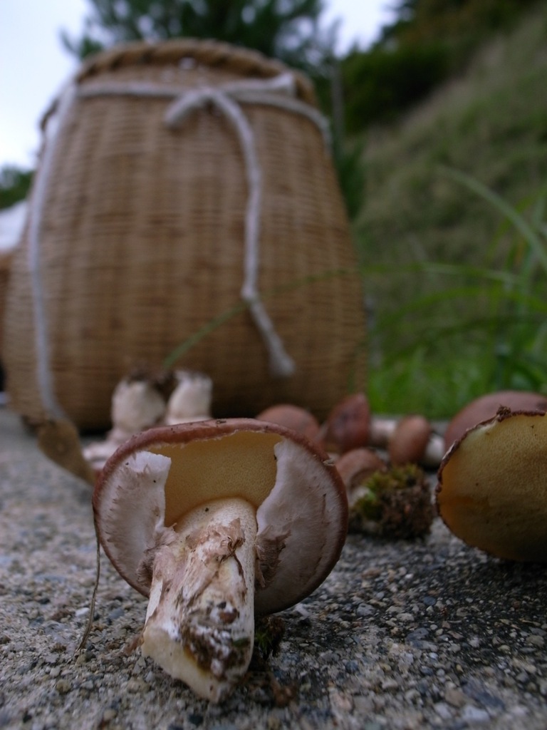 きのこ狩り