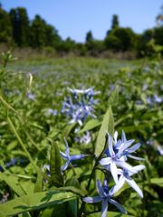 チョウジソウ（Amsonia elliptica）