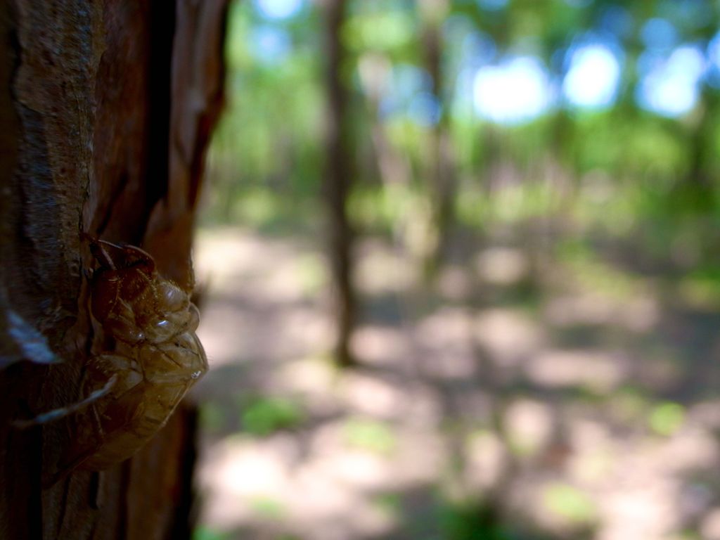 ハルゼミ（Terpnosia vacua）
