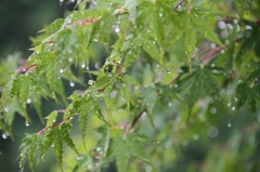 雨のもみじ