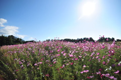 花一面