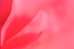 翼