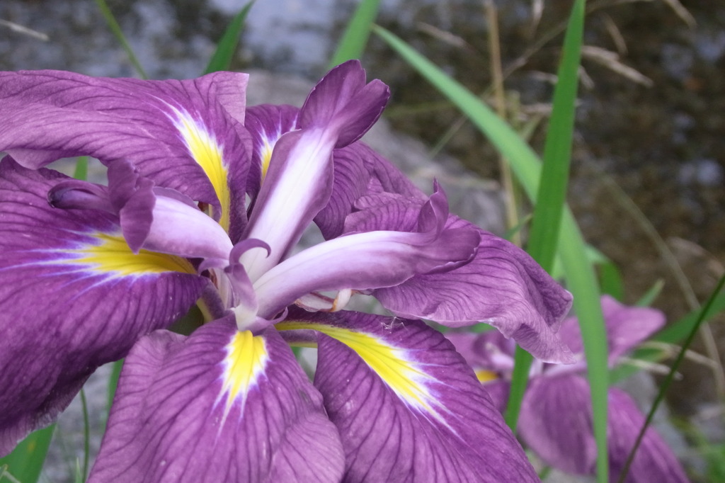 花開く