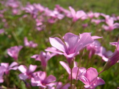 近所の川沿い