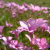 近所の川沿い