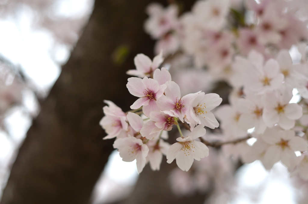 桜