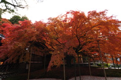 紅葉
