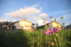 夕暮れ時　秋桜