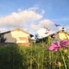 夕暮れ時　秋桜