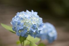 IMG_0988