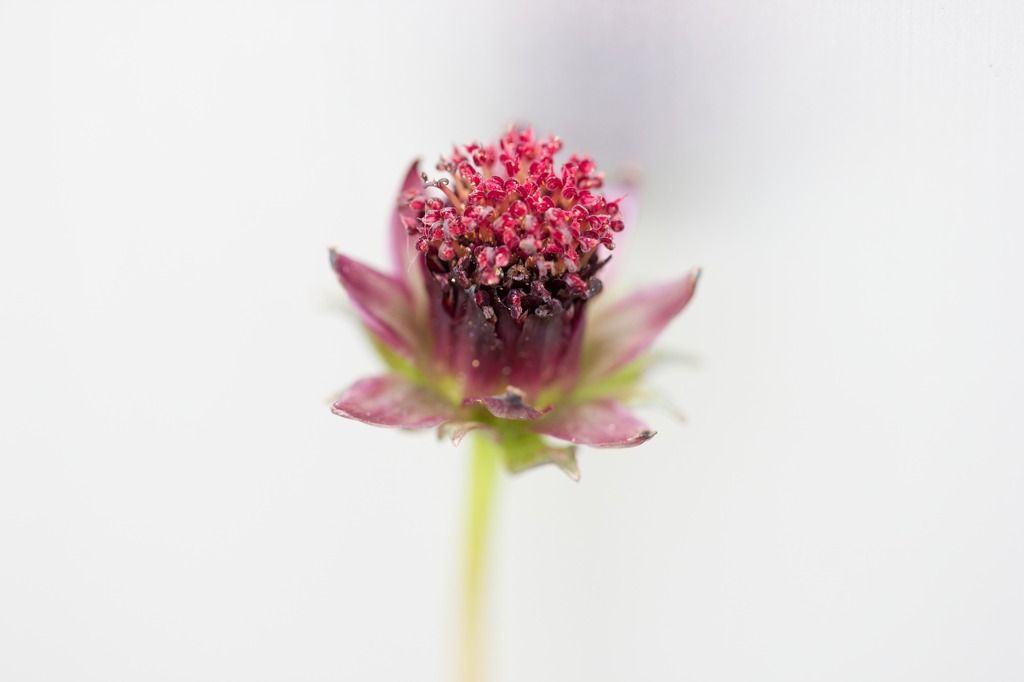 Cosmos atrosanguineus0430