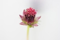 Cosmos atrosanguineus0430