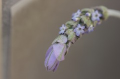 Lavandula dentata041702
