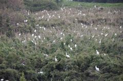 hitchcock0814