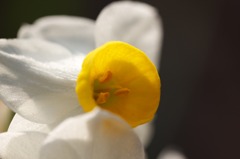 narcissus0227