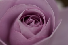 in the rose0605