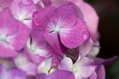 Hydrangea20110430