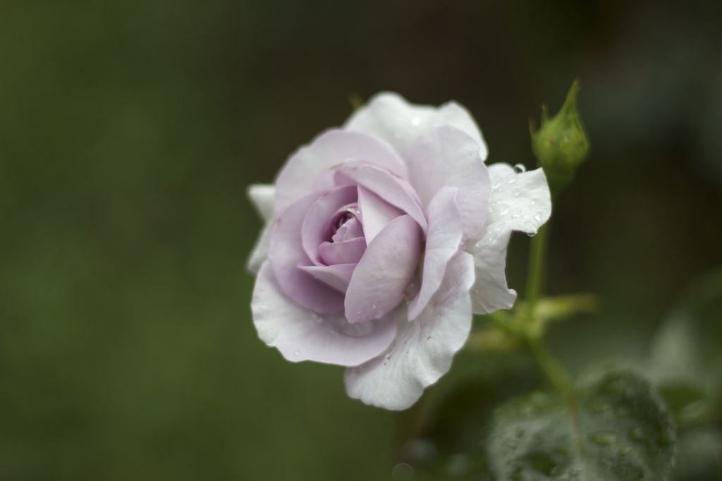 Blue Bajou0627
