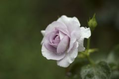 Blue Bajou0627